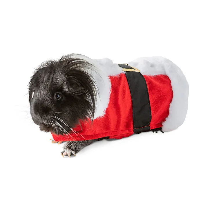 PetSmart has Halloween costumes for guinea pigs and they're the