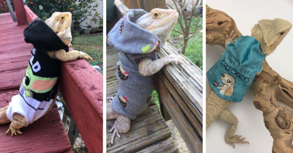 You Can Get Hoodies For Your Bearded Dragon And They Are Simply Adorable
