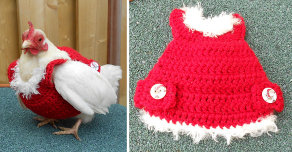 You Can Get A Christmas Sweater For Your Chicken So They Can Look Festive During The Holidays