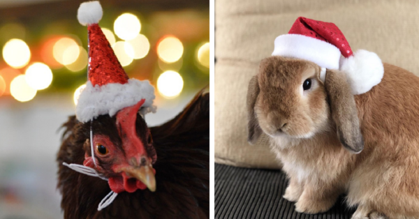You Can Get A Mini Santa Hat For Your Chickens And Bunnies So They Can Be Festive AF