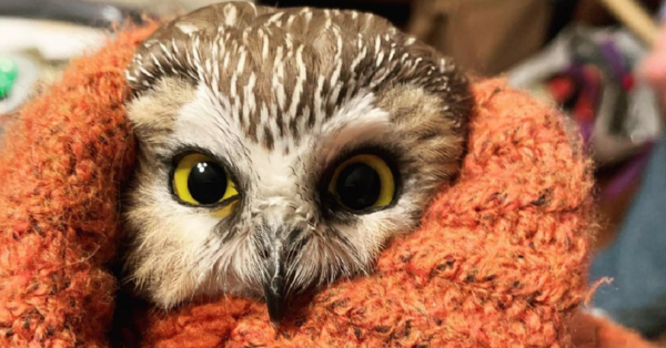A Tiny Owl Has Been Found In The Branches Of The New Rockefeller Tree After 3 Whole Days With No Food Or Water