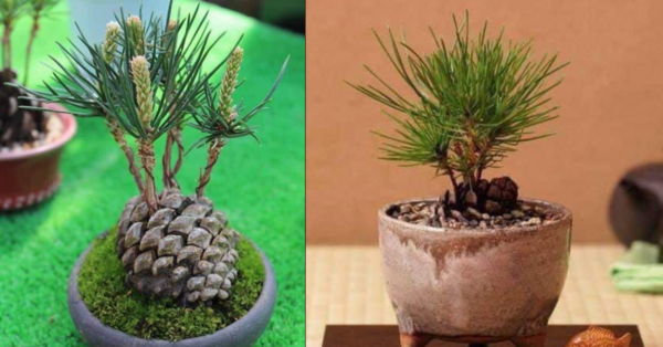 You Can Grow A Pine Tree Indoors And It’s So Cool! Here’s How