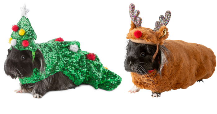 Petsmart Has Guinea Pig Christmas Costumes and I'm Dying