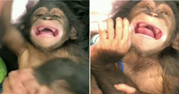 The Maryland Zoo Shared A Video Of Their Baby Chimpanzee Laughing For The First time And It’s Cuteness Overload