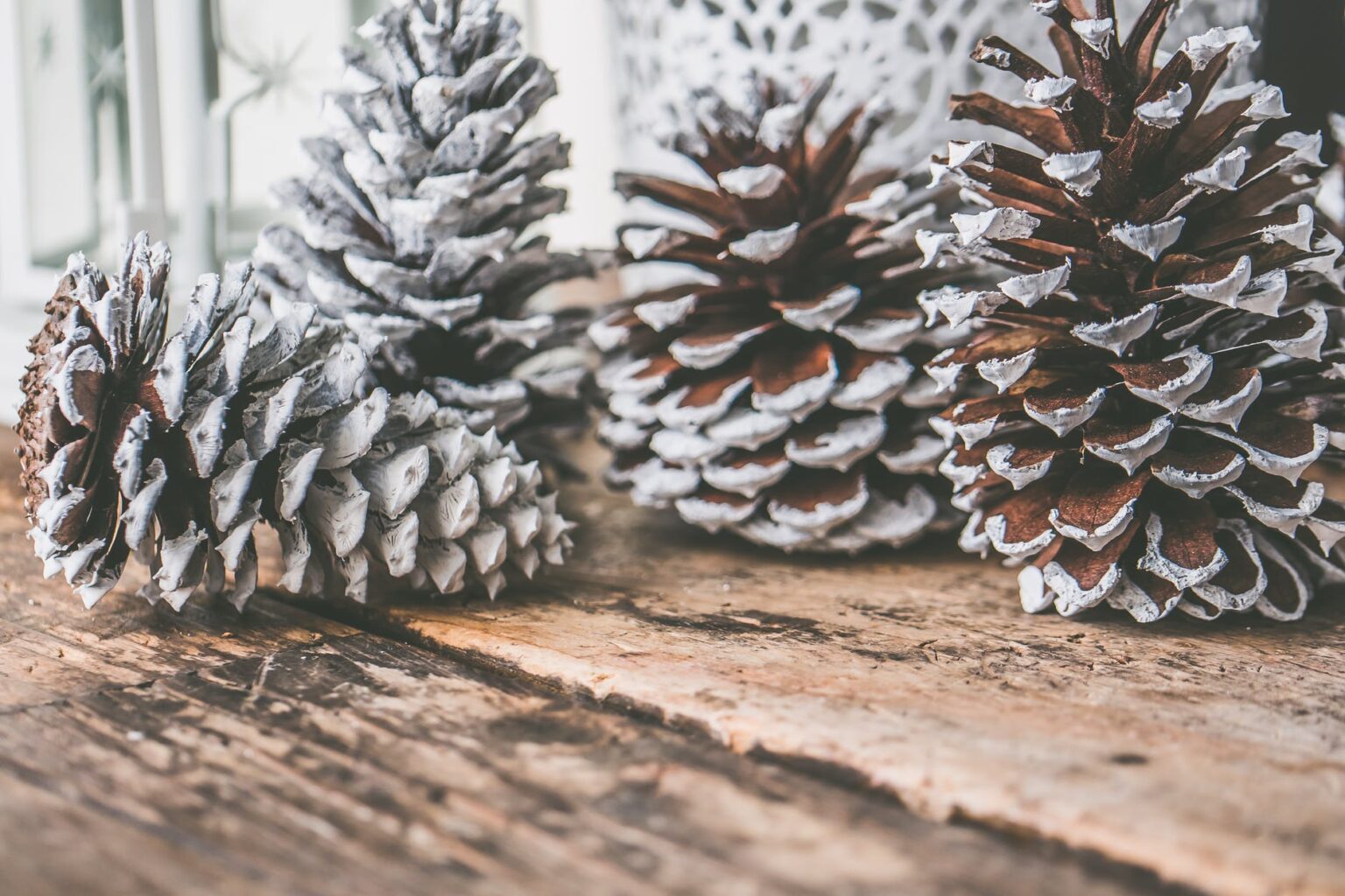 You Can Grow A Pine Tree Indoors And It's So Cool! Here's How