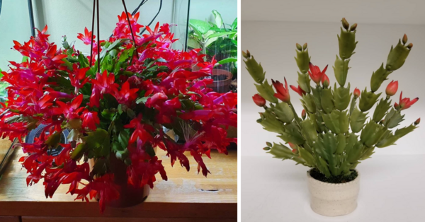 You Can Get A Christmas Cactus That Blooms Every Christmas And I’m In Love