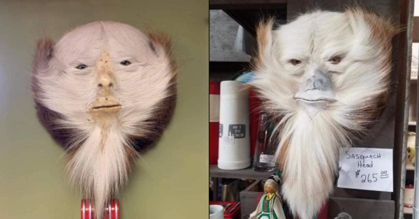 Taxidermists Are Turning Deer Butts Into Sasquatch Heads And I Can't Stop Laughing