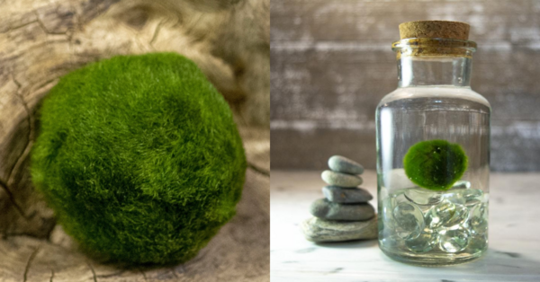 Moss Ball Pets Are The New Hot Trend and I’m Intrigued