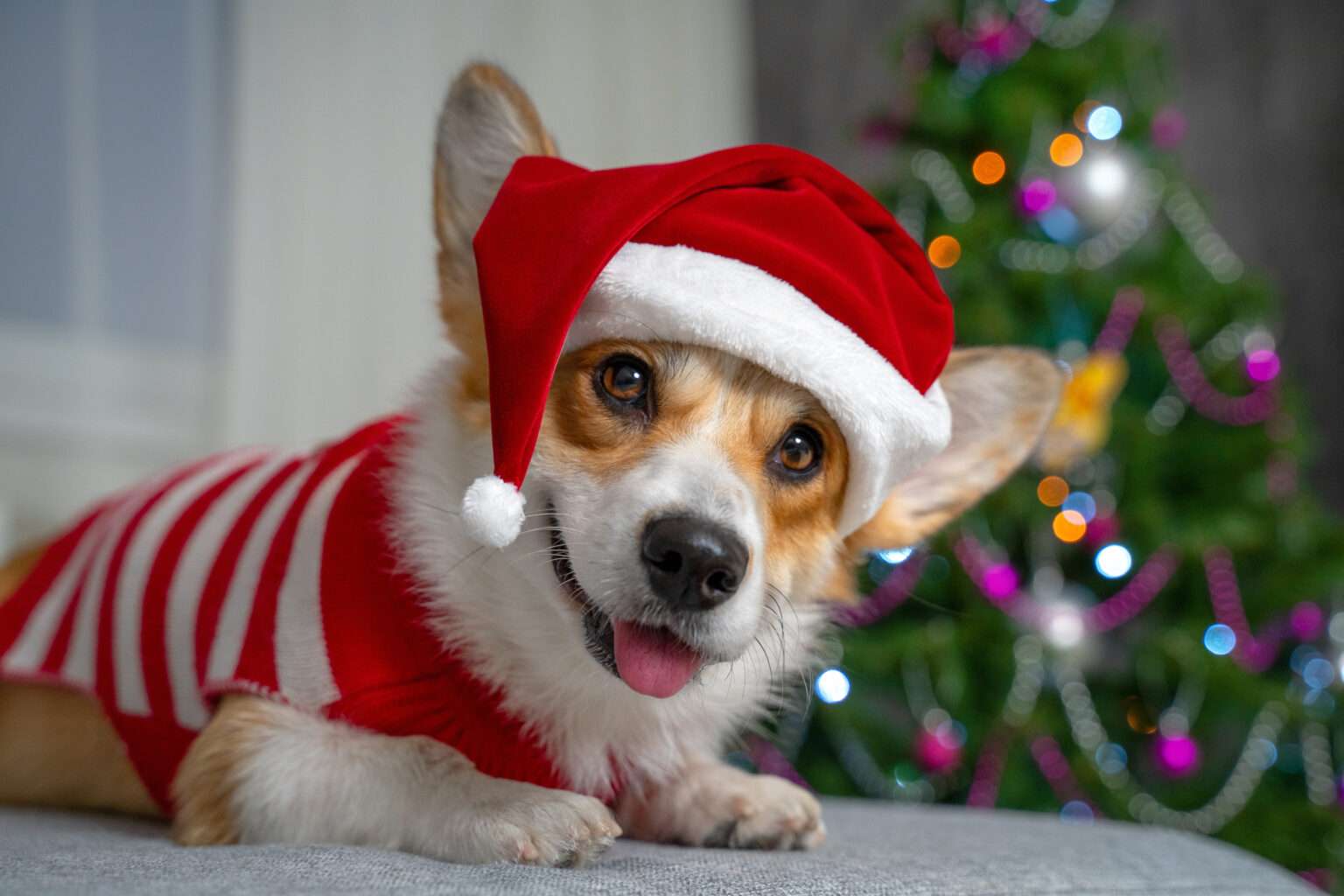 20-gifts-to-give-your-pet-this-christmas