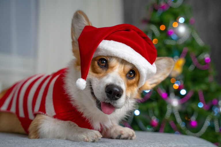 20 Gifts To Give Your Pet This Christmas