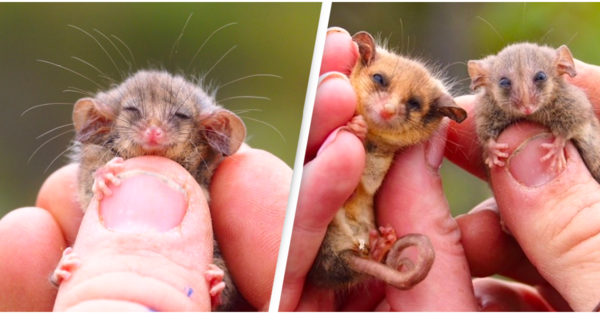 Pygmy Possums Have Been Rediscovered And They Are The Cutest Things Ever