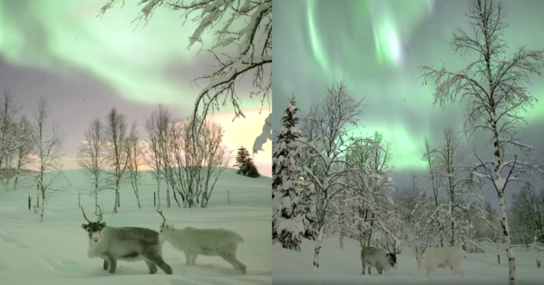 This Video Of Reindeer Under The Aurora Borealis Is The Most Wholesome And Beautiful Thing Ever