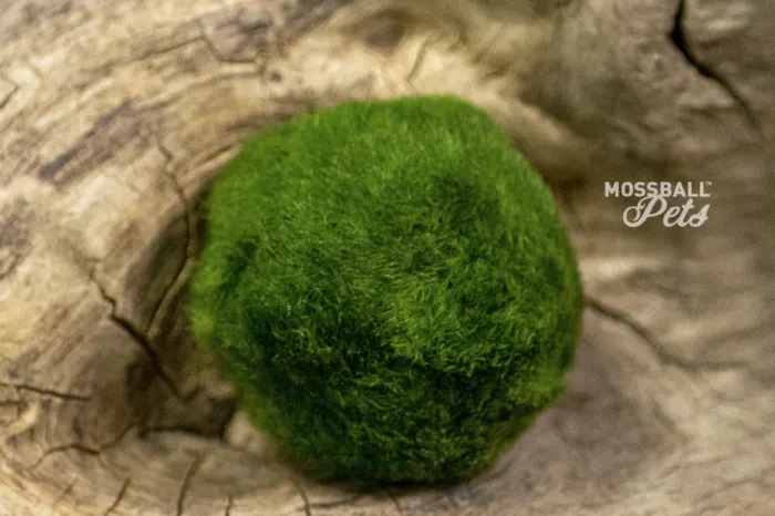 Moss Ball Pets Are The New Hot Trend and I'm Intrigued