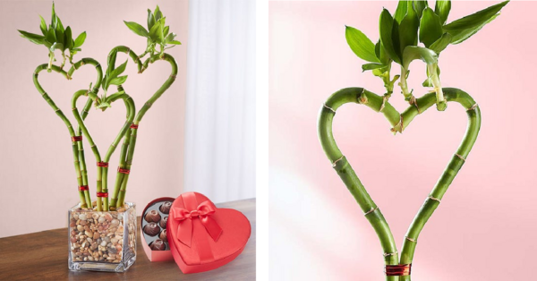 This Heart Bamboo Is The Perfect Valentine’s Day Gift For The Plant Lover In Your Life