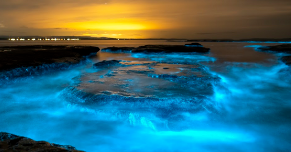 Glowing Bioluminescent Water Exists. Here’s How You Can See It In Person.
