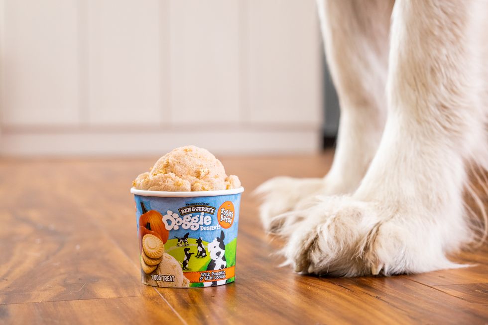 Ben & Jerry's Now Makes Ice Cream for Dogs and We Are Here For It