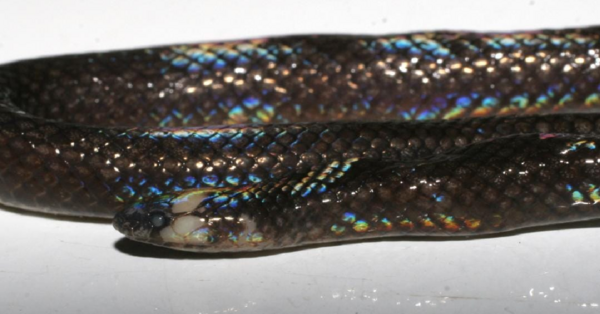 Scientists Have Discovered A New Snake Species And It Has Iridescent Rainbow Skin