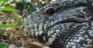 Dog-Sized Lizards Have Made Their Way To The U.S. and I Am Freaking Out