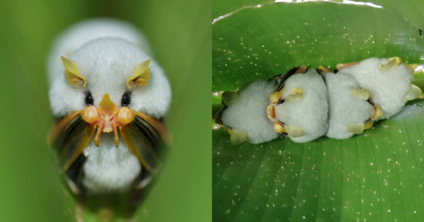 This Tiny Bat Can Fit In The Palm Of Your Hand And Looks Like A Fluffy Cotton Ball!
