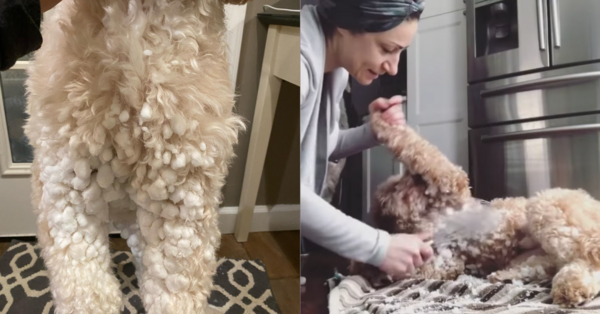 This Genius Kitchen Hack Can Easily Remove Snow Clumps On Your Dogs Fur