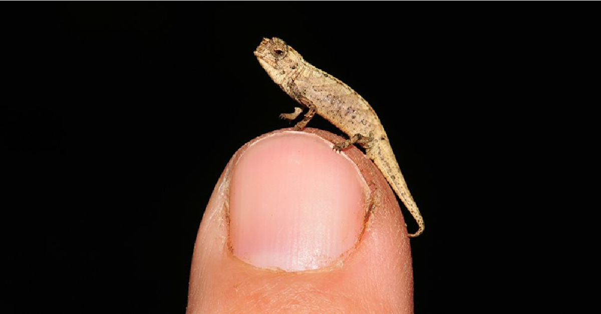This Is the World’s Smallest Known Reptile And Is The Most Adorable Thing Ever!