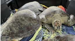People Are Filling Their Cars With Sea Turtles To Save Them From The Freezing Temps