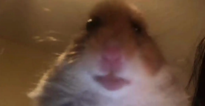 Tiktok Pfp Hamster How To Participate In This Trend