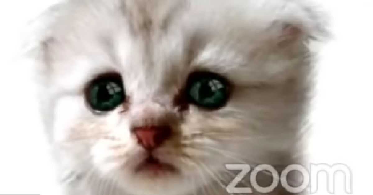 This Lawyer Couldn’t Turn Off His Cat Filter During A Zoom Hearing And It’s Hilarious