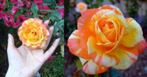 You Can Plant Roses That Look Like A Creamsicle and They Are Gorgeous