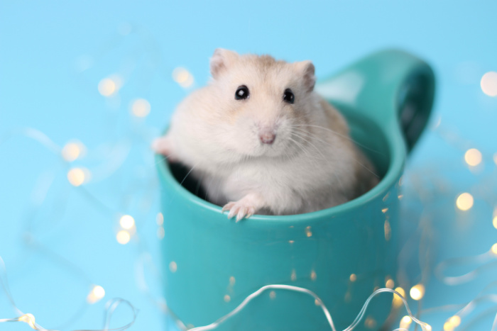 Cute Tiktok Profile Pictures Hamster - bmp-plex