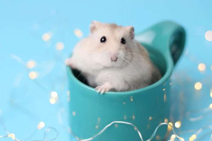 Joining The Hamster Cult Is The New Hot Social Media Trend Here S What Happens If You Do