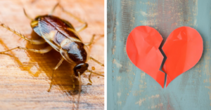 You Can Name A Cockroach After Your Ex And Then Feed It To An Armadillo For Valentine’s Day