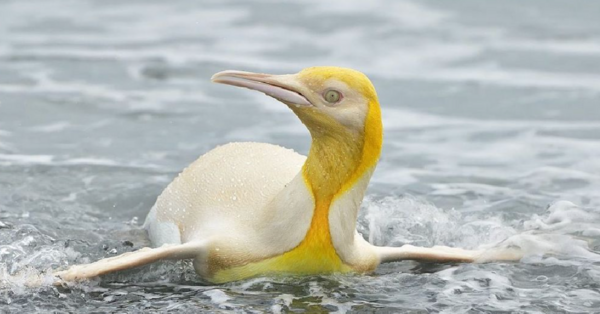 Rare Yellow Penguins Exist And They Are Basically The Cutest Things Ever