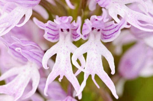 You Can Plant Flowers That Look Like Little Naked Men