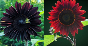 You Can Plant Chocolate Cherry Sunflowers And I Need Them In My Yard!