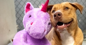 This Dog Kept Stealing The Same Purple Unicorn From Dollar General So An Officer Bought It For Him