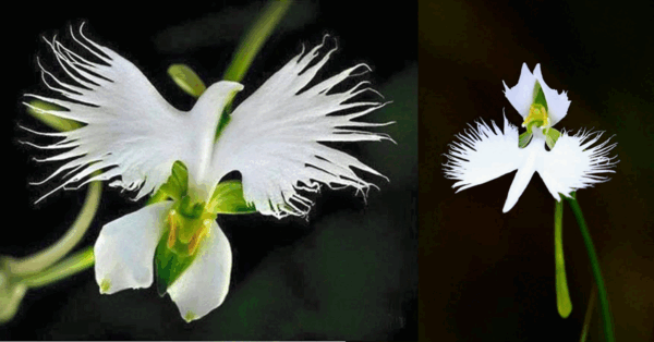 You Can Grow Flowers That Look Like White Doves And I Need Them