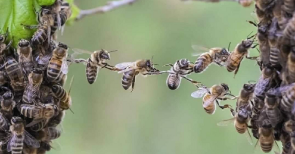Did You Know That Honey Bees Hold Hands To Make Chains? Here’s Why.
