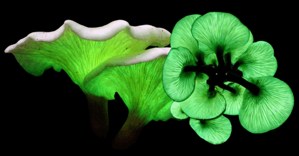 You Can Plant Mushrooms That Glow In The Dark In Your Yard