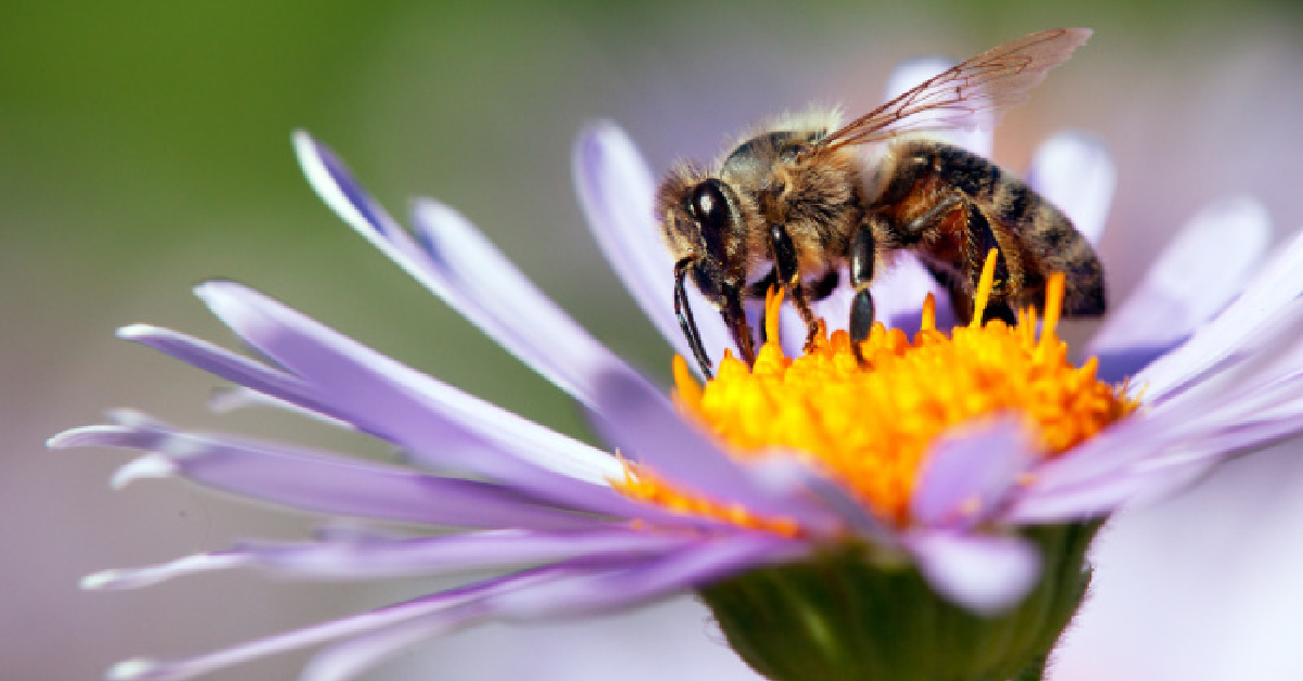 Here’s The List of Plants You Can Grow To Help Save The Bees