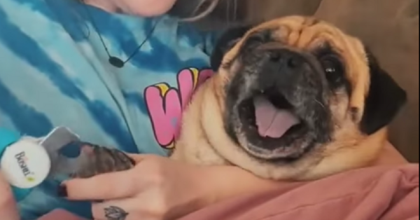 dramatic pug hates having his nails clipped! - YouTube