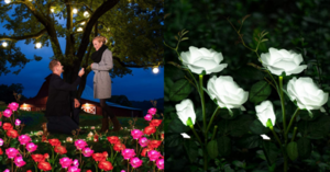 You Can Get Solar Powered Rose Lights To Light Up Your Garden