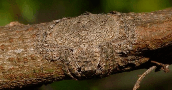 Flat ‘Wrap-Around Spiders’ Exist And They Are Terrifying