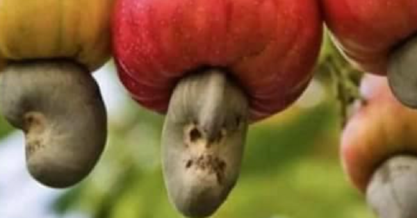 Apparently, Cashews Grow From Cashew Apples And My Mind Is Blown