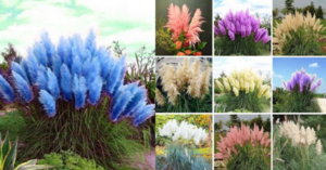 Colorful Pampas Grass Exists And I Have To Have It In Every Color!