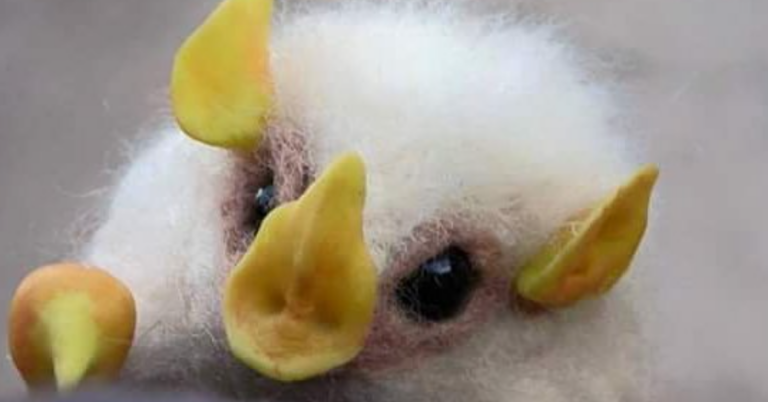 Cotton Ball Bats Exists And They Are Adorable