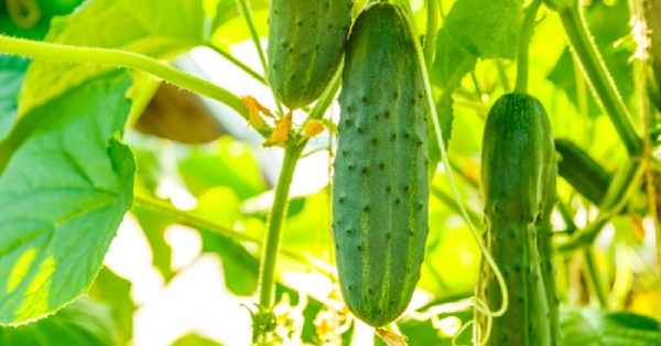 Here’s How You Can Make Your Cucumbers Taste Sweeter