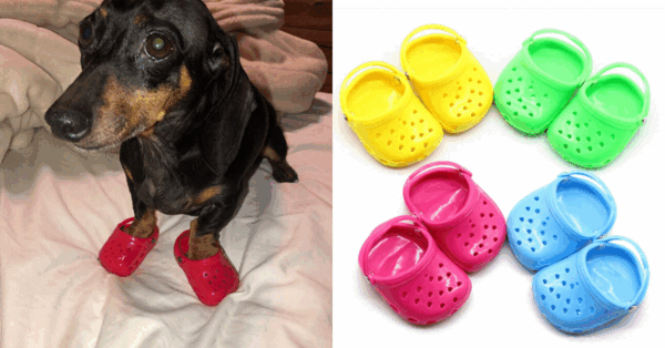 You Can Get Crocs For Your Dog And They Are Adorable