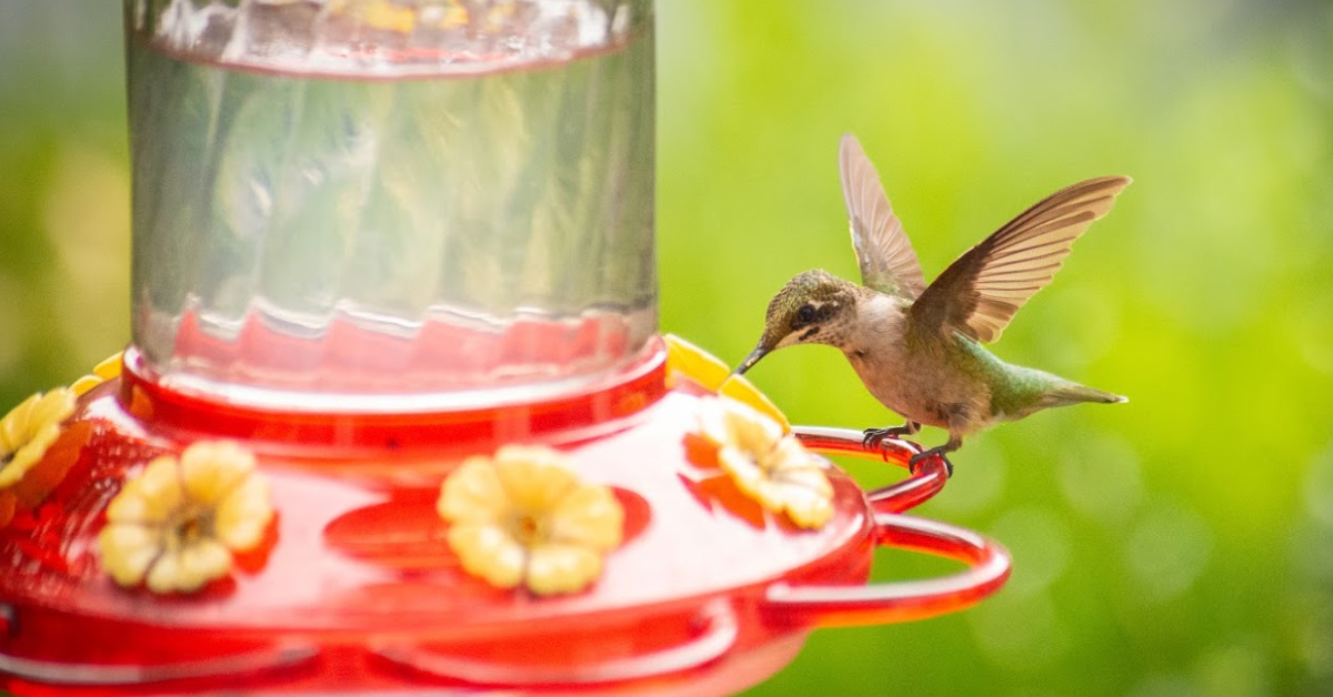 Here’s Why You Should Never Use Red Dye To Feed Hummingbirds