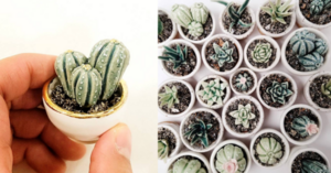 You Can Get Miniature Ceramic Cactus and Succulent Plants That Are So Tiny And Cute, I Need Them All!